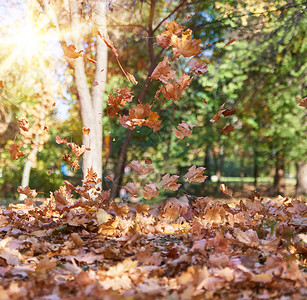 秋市公园有干燥黄色的树叶有选择焦点图片