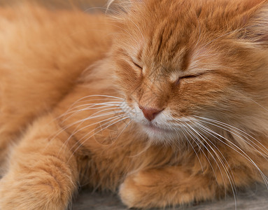 红成年猫睡觉卷起来关上图片