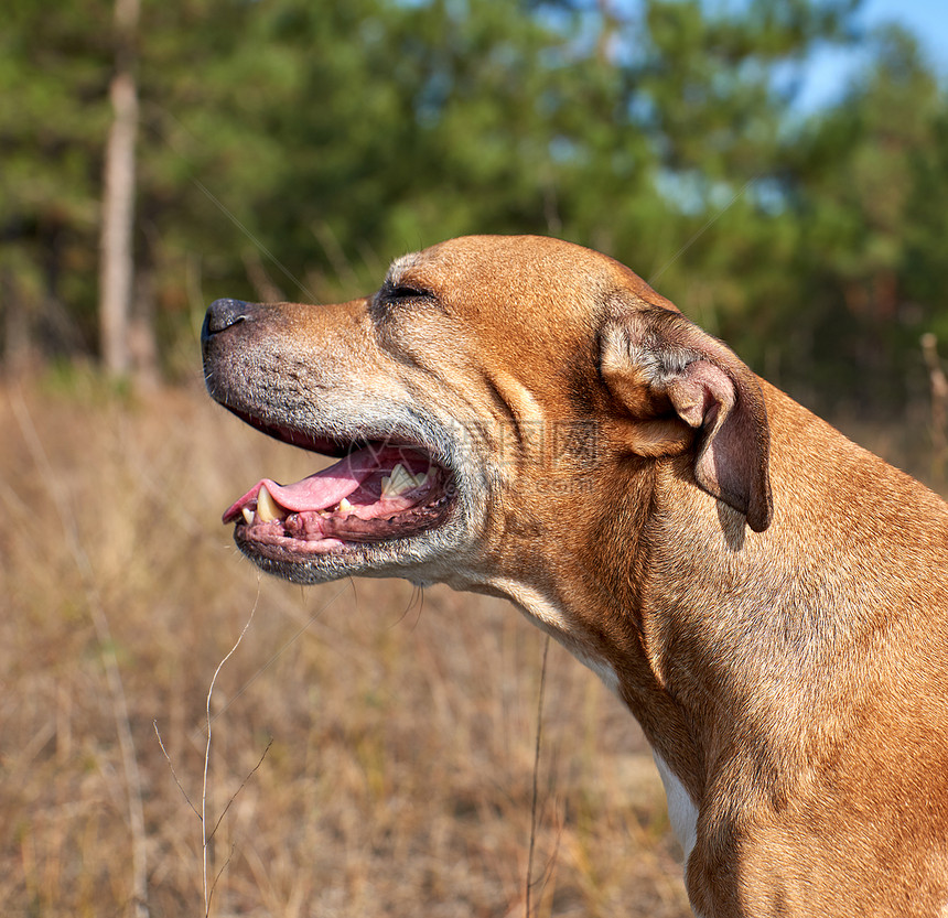 红美国斗牛犬狗抬头张开嘴图片