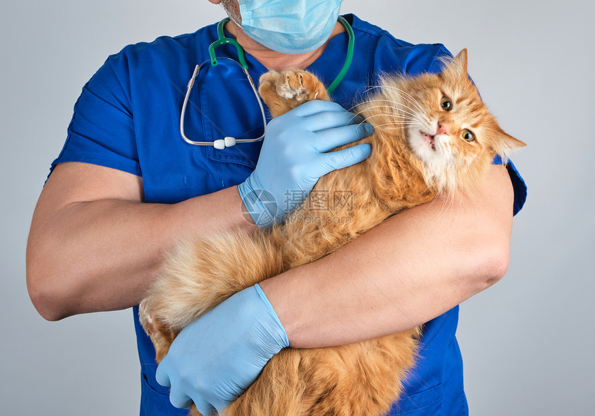 穿蓝制服的兽医持有一只成年长毛红猫口罩惊吓白色背景宠物治疗概念图片