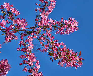 蓝底粉红色花朵的装饰樱桃分支图片