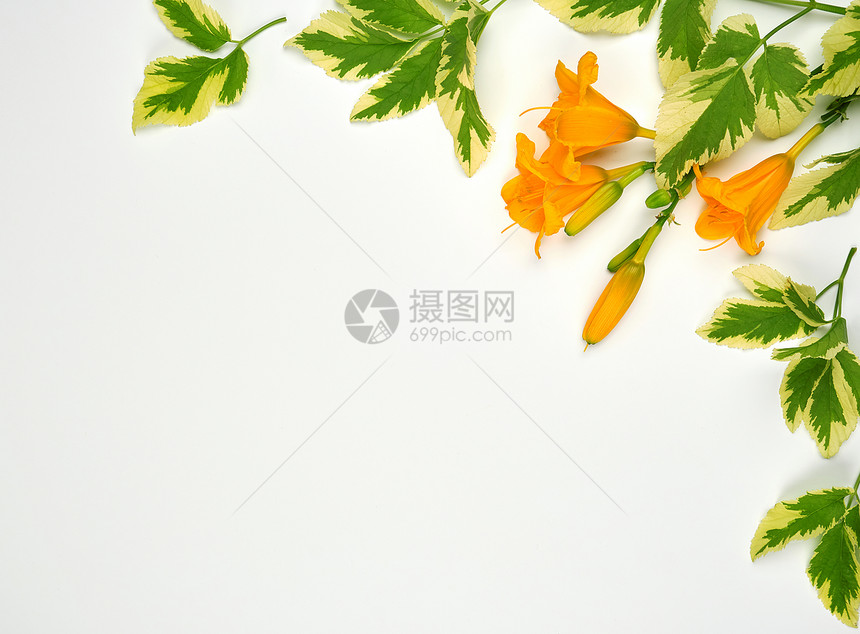白色背景顶视图复制空间的黄色花朵图片