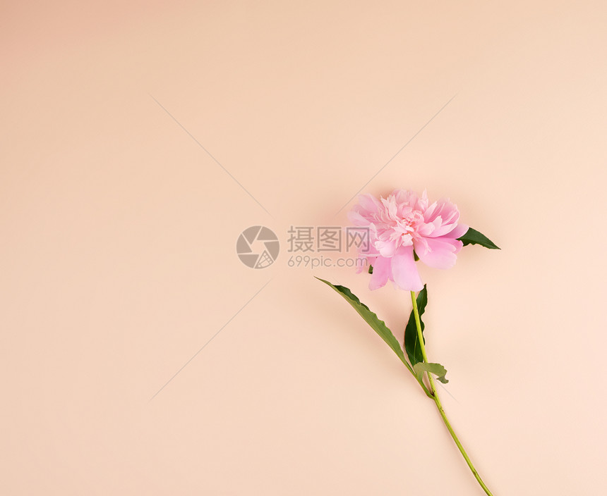 蜜桃背景的粉红小马空间顶视图图片