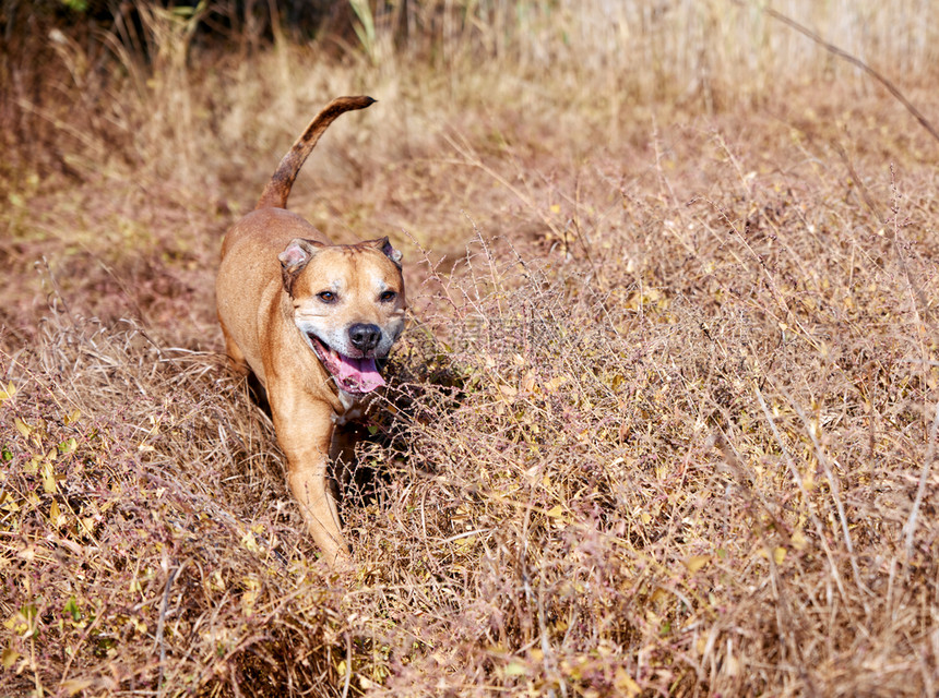 美国红斗牛在大自然上行走狗伸出舌头在干草中游乐图片