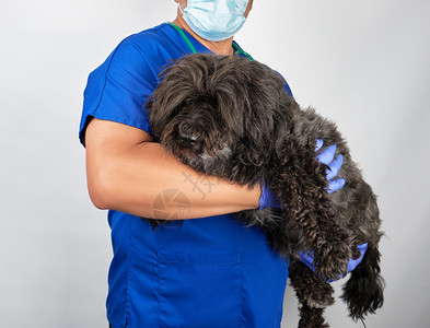 蓝制服医生和无菌乳胶手套在白色背景上戴一只毛黑狗动物治疗概念背景图片