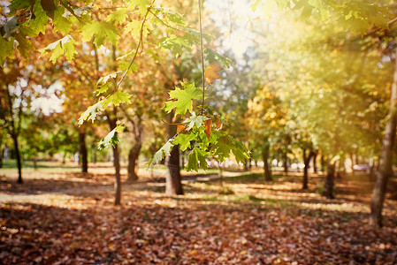 黄叶和绿的树枝黄和绿的秋天城市公园日晒树上黄叶的秋天城市公园日晒图片