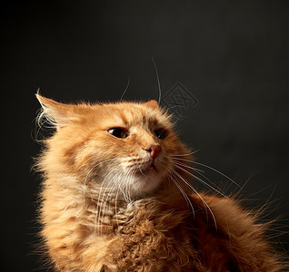 一只红发成年猫的肖像长着大胡子闭上黑色背景图片