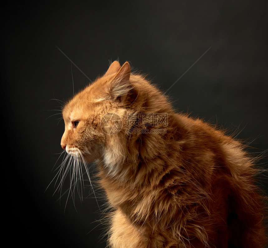 一只红发成年猫的长胡子肖像图片