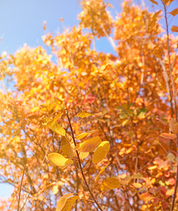 黄栌的黄色和红色叶子特写秋天的城市公园里树上的叶子在阳光下泛黄白昼背景图片