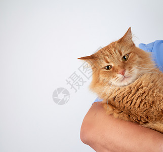 成年猫的肖像动物手握在白色背景上图片