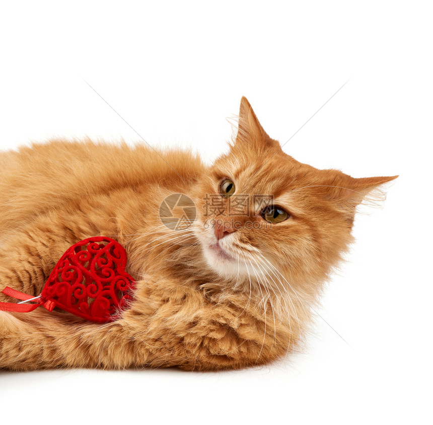 成年红头发的家猫躺在白背景上手掌中握着红心可爱的脸朝前看图片