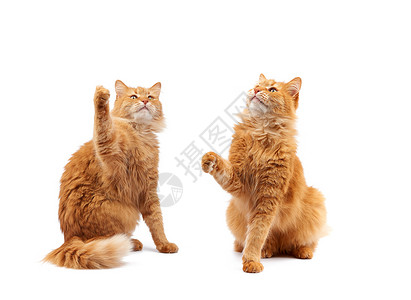 长安逸动长得可爱的成年毛青红猫坐着抬起前爪仿佛抓住任何物体动孤立在白色背景上设置背景