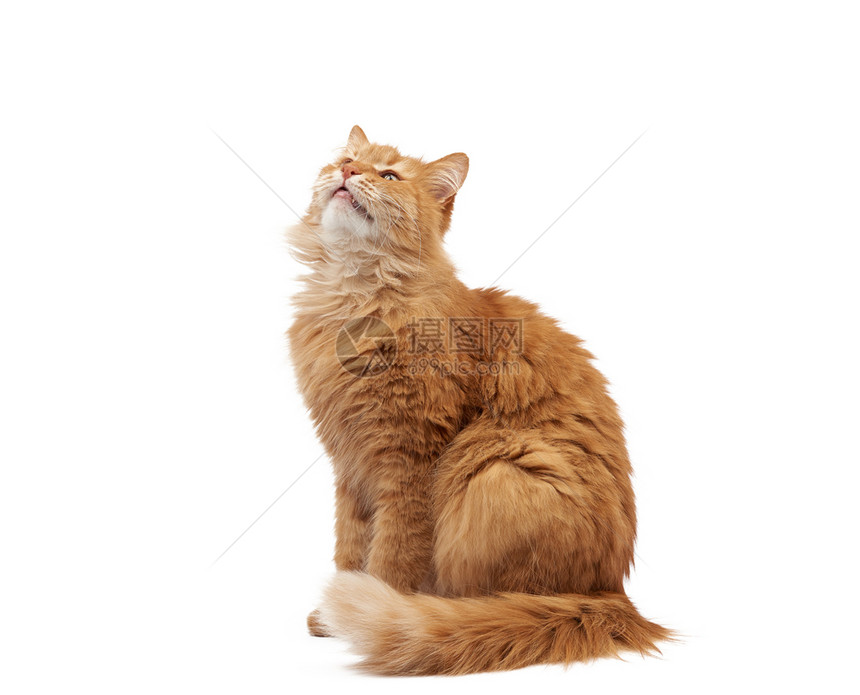 长毛成年红猫坐在侧边可爱的脸孤立在白色背景的动物关上图片