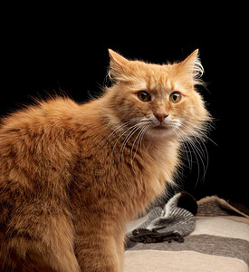 长着白胡子的成年红猫坐在羊毛毯上黑暗背景图片