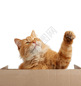一只成年红毛猫坐在棕色纸板后面动物举起爪子抬头看白色背景复制空间图片