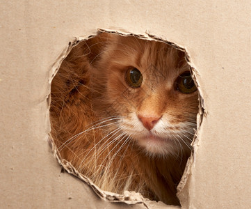 红色成年猫穿过棕色纸板上的一个洞好奇脸孔图片