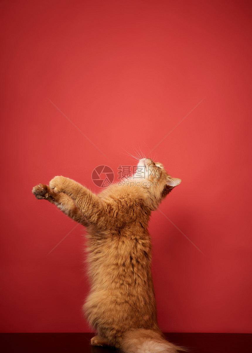 成年红猫跳起来拉爪子在红色背景上快乐的宠物图片