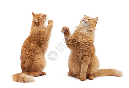 长安逸动长得可爱的成年毛青红猫坐着抬起前爪模仿抓着任何物体动在白色背景上被孤立背景