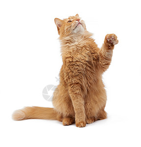 长安逸动长得可爱的成年毛青红猫坐着抬起前爪模仿抓着任何物体动在白色背景上被孤立背景