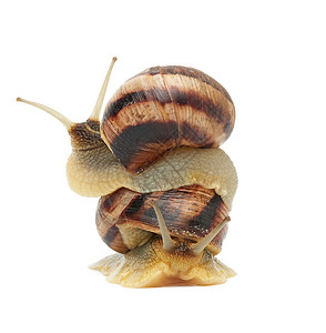 两只棕蜗牛在白色背景上被隔离软体动物坐在另一只软体动物身上生活高清图片素材