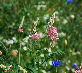 春日的草原上的萨伊芬花图片