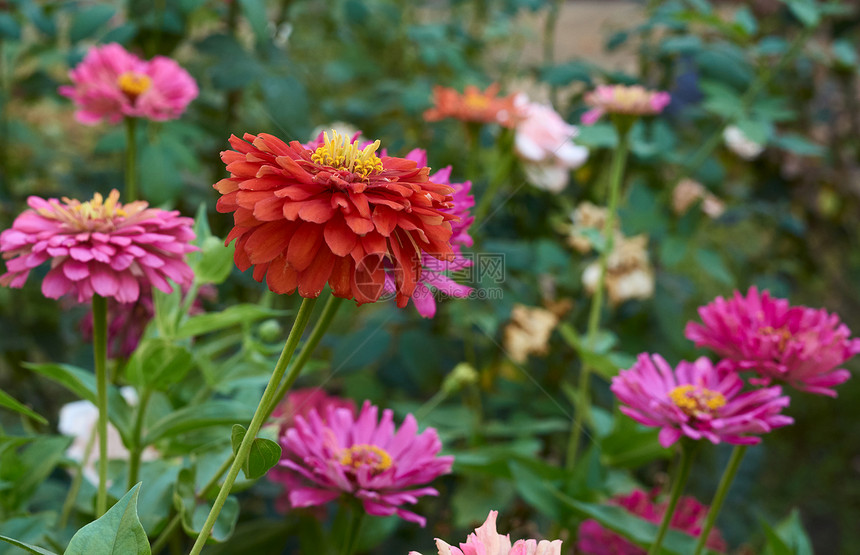 夏日在花园里盛开的粉红色花朵Zinnia有选择的焦点关闭图片