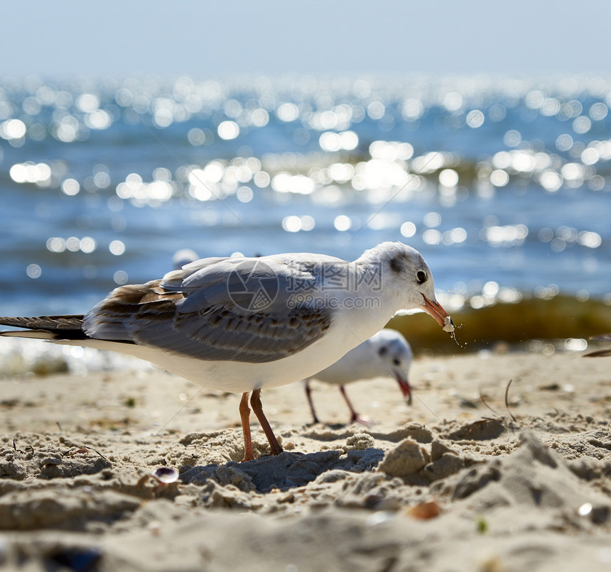 乌克兰赫尔森地区黑海沙岸的白鸥图片