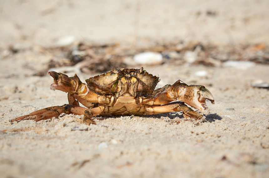 黑海沙岸上的活螃蟹乌克兰赫尔森地区关闭图片
