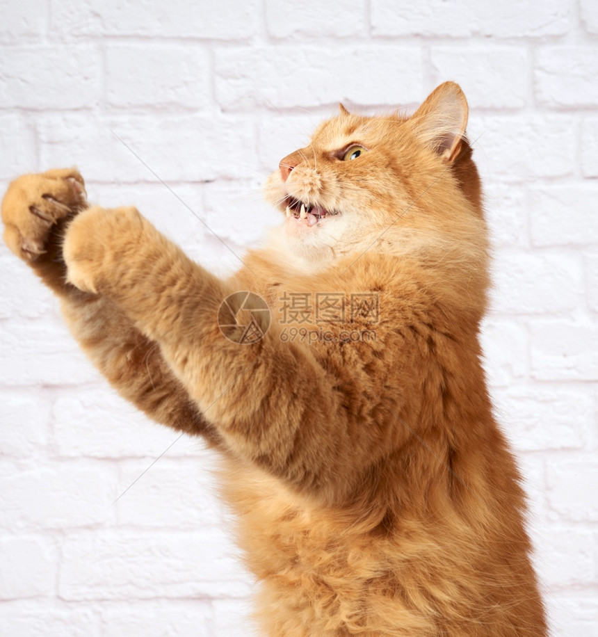 成年姜猫在白砖墙背景下跳起爪子笑脸图片