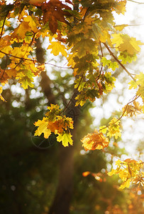 黄叶和绿的树枝黄和绿秋市公园日晒树上黄叶图片