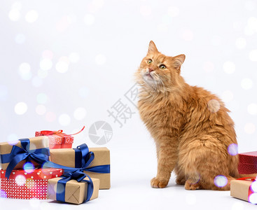 姜黄色丝带坐在装有丝带礼物和白种动生日贺卡情人节的盒子中间成年姜猫背景