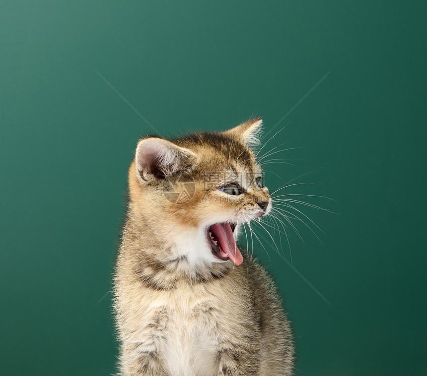 一只小猫金苏格兰Chichilla直坐在绿色背景上动物打哈舌头伸出来图片