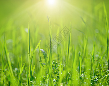 春日阳光明媚的下公园里绿的青草图片