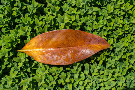 秋背景的干树叶图片