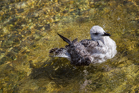 池塘浅水中的单海鸥图片
