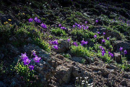 野花满山坡在阿特文高原盛开美丽多彩的野花背景