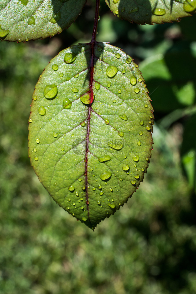 一片单独的绿叶上面有水滴图片