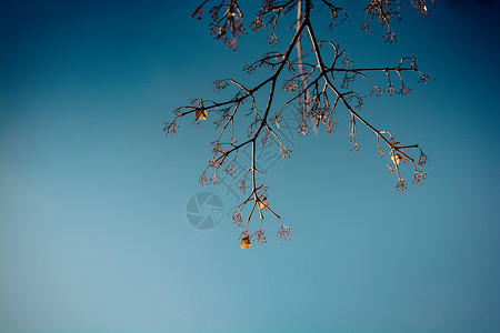 蓝色天空上的大绿树枝图片