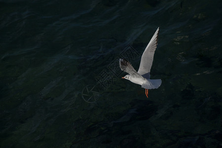 单海鸥在天空中飞翔图片