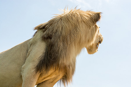 张着嘴眼的狮子头部背景图片
