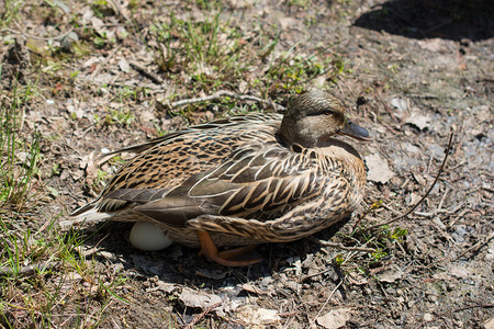 野鸭坐在池塘边的蛋上图片