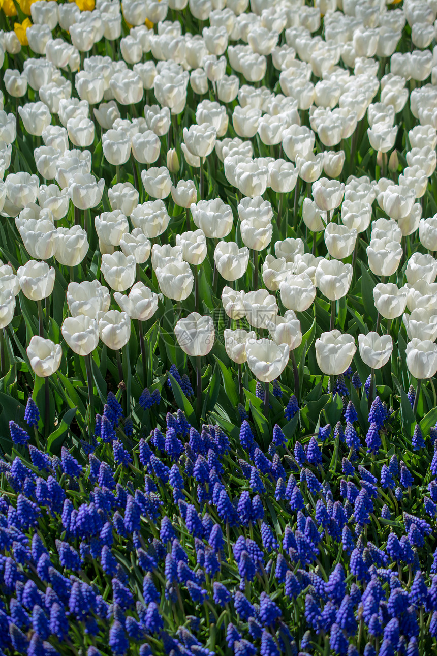 白色郁金香在花园的春图片