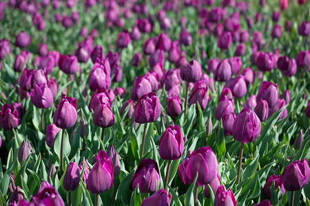 紫色的郁金香在春季自然界中粉红色的郁金香图片