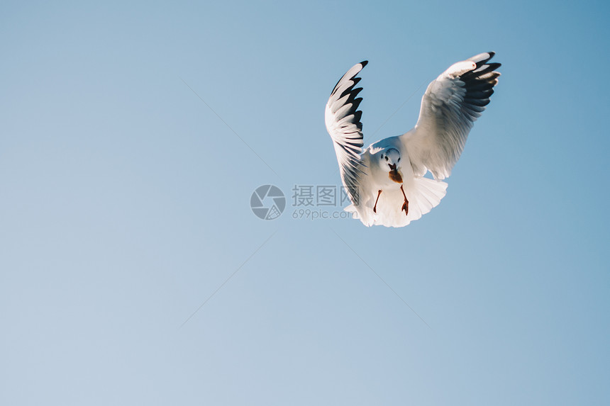 海鸥对等在蓝的天空背景下飞行图片