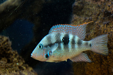 美丽的多彩鱼类在水族馆环境中游泳背景图片