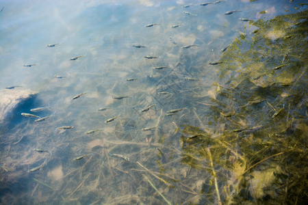 池塘里美丽的多彩鱼丝背景