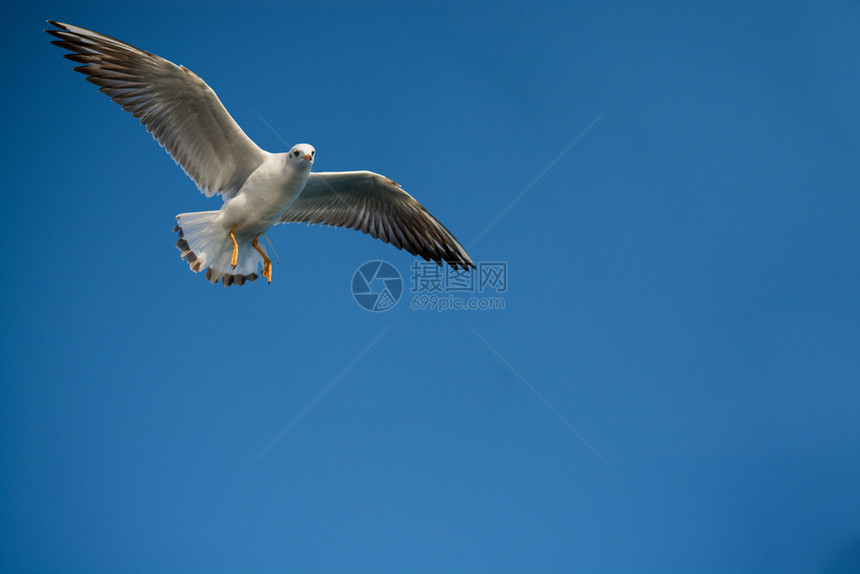 海鸥对等在蓝的天空背景下飞行图片