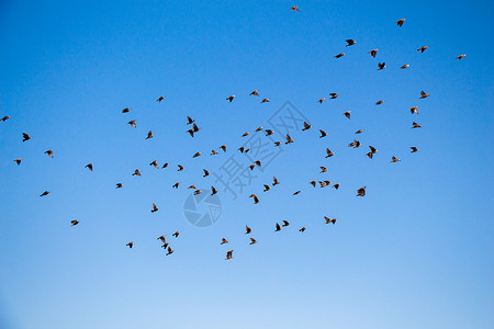 鸟群在天空中飞翔图片
