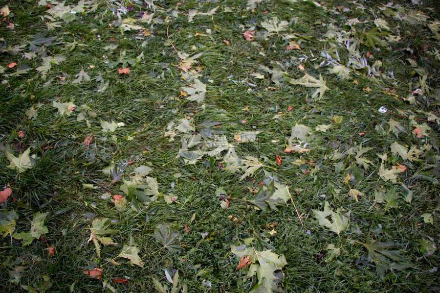 绿色树叶作为自然背景纹理图片