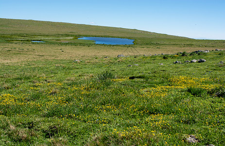 土耳其阿尔特文高地上池塘旁的野草背景图片